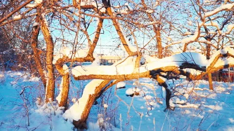 Dry Tree Under Snow Stock Footage 58670002