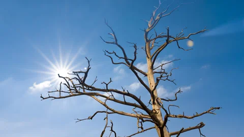 Dry tree  under a sparkle sun Vídeos de archivo 315128985