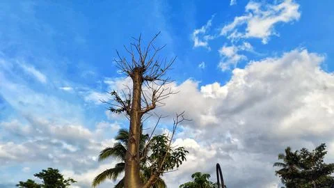 A dry tree under a sunny cloud Stock Photos