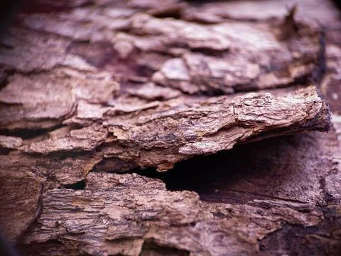 Dry tree with various old and hard tree fibers 写真素材