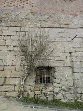A dry tree by the wall, next to a small window Stock Photos