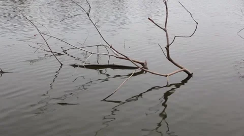 Dry Tree in the Water Stock Footage 48157531
