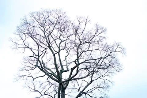 Dry tree with white sky Stock Photos