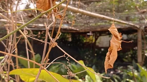 Dry tree in the wind Stock Footage 136943626