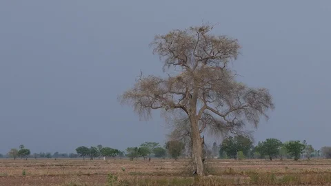 Dry tree wind through.4k Stock-Footage 108721833