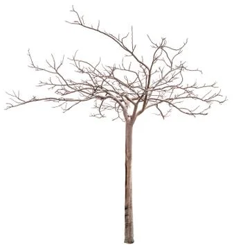Dry tree without leaves isolated on white Stock Photos