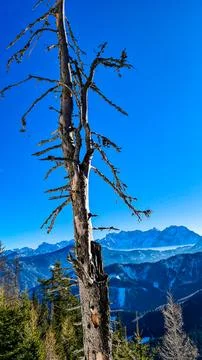 Dry tree without leaves. Ssnow capped mountain peaks of Karawanks in Carint.. Stock Photos