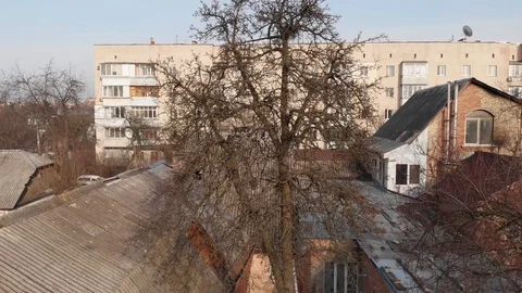 Dry Tree In The Yard Stock Footage 126595861