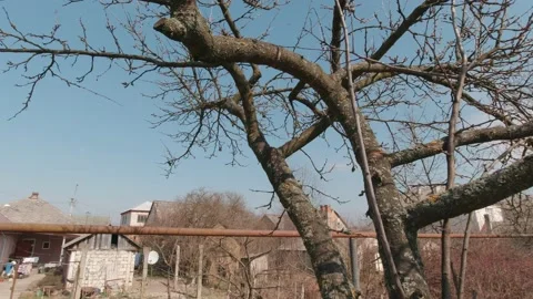 Dry Tree In The Yard Stock Footage 194953447