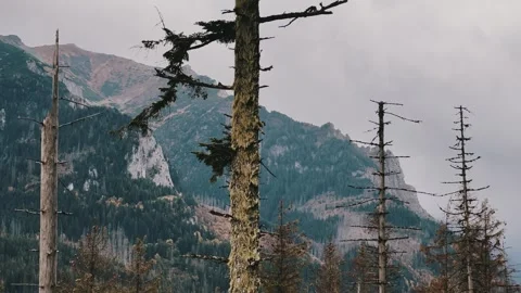Dry trees against the mountains Stock Footage 254600166