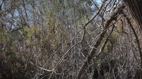 Dry trees and bushes in a park Stock Footage 73580958