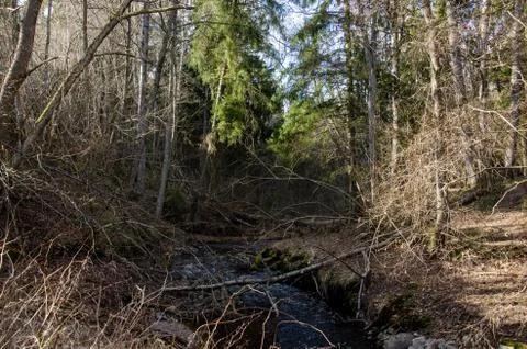 Dry trees and grass in forest with small river Stock Photos