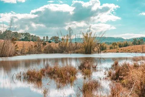 Dry trees and Lake with reflection in water at Thung Salaeng Luang Nation P.. Fotos de archivo