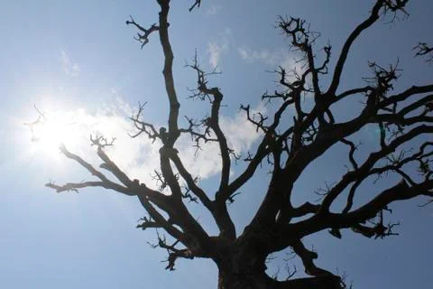 Dry trees and sky Stock Photos