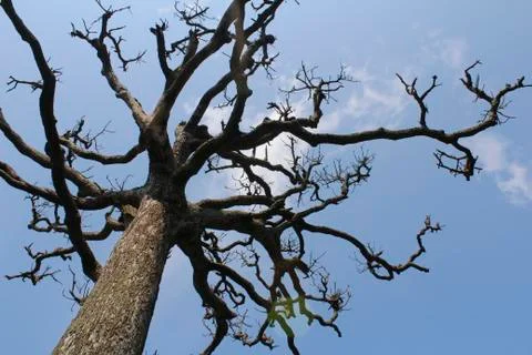 Dry trees and sky Stock Photos