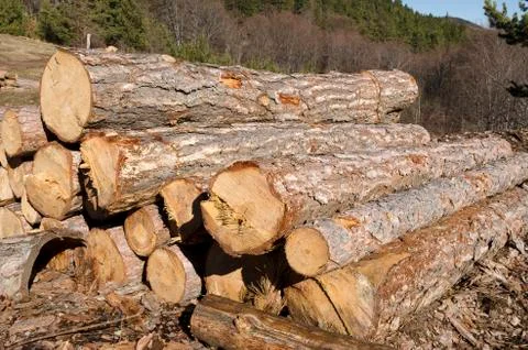 Dry trees and stack of coniferous timber in a mountain Stock Photos