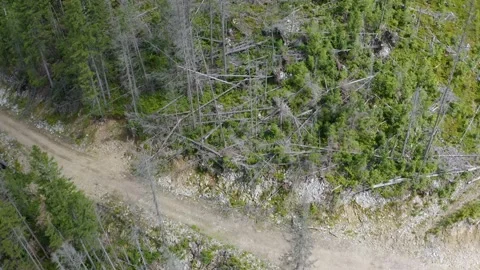 Dry trees are sick. Video stock 170799131