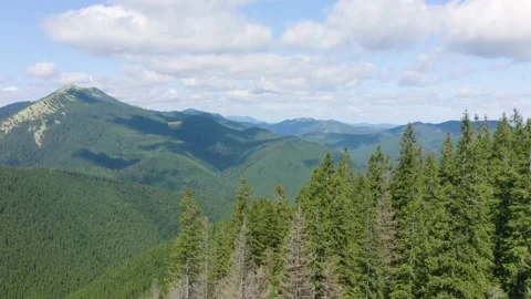 Dry trees are sick. Stock-Footage 170799256