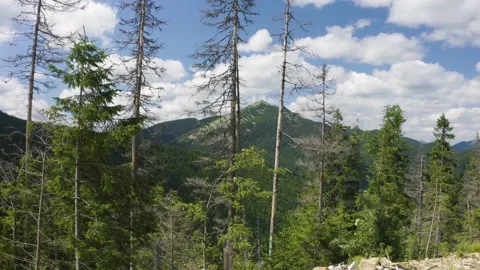 Dry trees are sick. Stock Footage 170799285