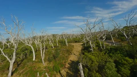 Dry trees in Australia. Forest of bare and crooked trees. Stock Footage 237694121