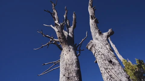 Dry trees on blue sky background Stock Footage 46500698