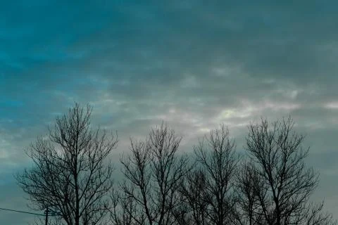 Dry trees branches against cloudy sky. Stock Photos
