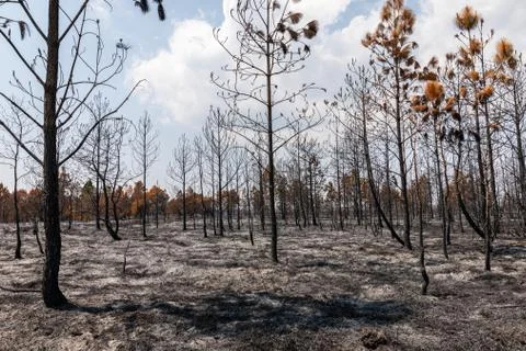 Dry trees burnt from fire inside tropical rainforest in summer. Stock Photos