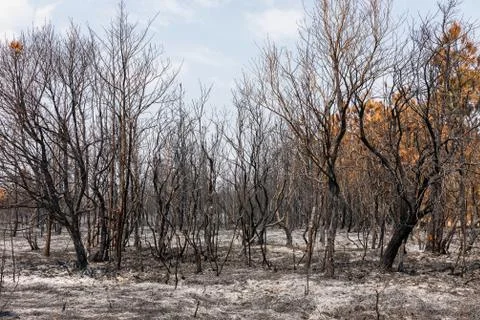 Dry trees burnt from fire inside tropical rainforest in summer. Stock Photos