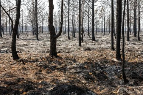 Dry trees burnt from fire inside tropical rainforest in summer. Stock Photos
