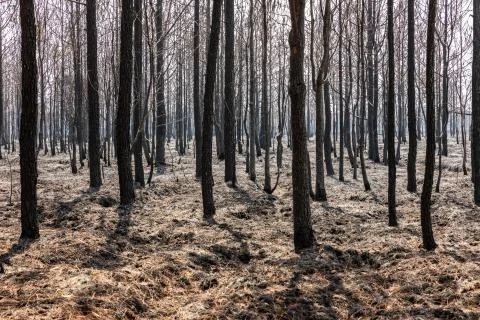 Dry trees burnt from fire inside tropical rainforest in summer. Stock Photos