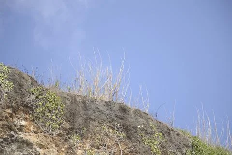Dry trees on the cliff Stock Photos