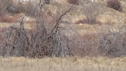 Dry trees on dry grass Stock Footage 75557187