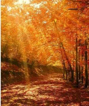 Dry trees with dry leaf and sunlight Stock Photos