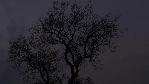 Dry trees in the field Stock Footage 98520990