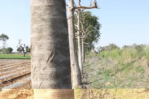 Dry trees in field. Stock Photos