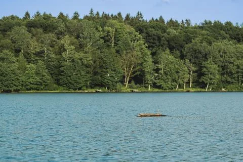 Dry trees float in the water of a pond or lake on a sunny day. Stock Photos