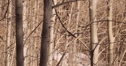 Dry trees Video stock 104503990