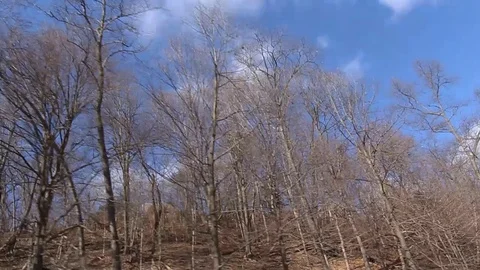 Dry Trees Video stock 112277336
