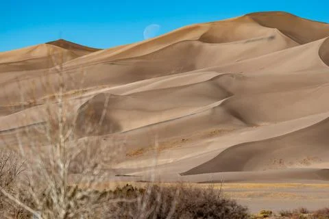 Dry trees in the foreground, undulating high sand dunes, Great Sand Dunes N.. Foto stock