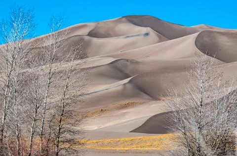 Dry trees in the foreground, undulating high sand dunes, Great Sand Dunes N.. Stock Photos
