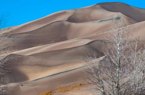 Dry trees in the foreground, undulating high sand dunes, Great Sand Dunes N.. Foto stock