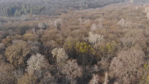 Dry Trees Forest Aerial Video stock 126730639