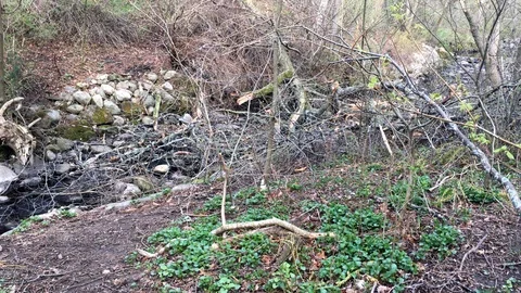 Dry trees in a forest, with a black squirrel crossing a water stream in the Stock Footage 91277425