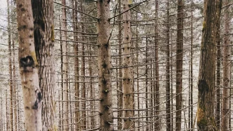 Dry trees in the forest Stock Footage 254602596