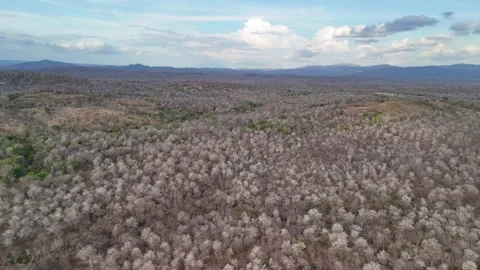 Dry trees forest on hills landscape  Video stock 334001413