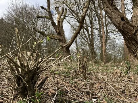 Dry trees in a forest 스톡 사진