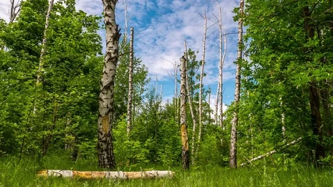 Dry trees in the forest (TimeLaps) Stock Footage