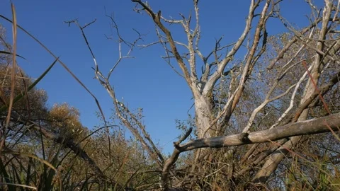 Dry trees, grass. Horizontal panorama. Crane shot. Stock Footage 100871691