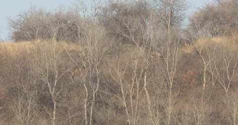 Dry Trees on a Hill Stock Footage 303950614