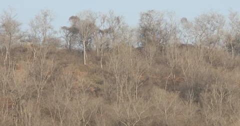 Dry Trees on a Hill Stock Footage 303950763